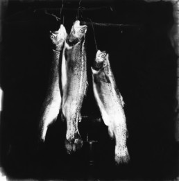 Ingolf Timpner